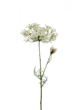 PH Blomster - Allium 70 cm. Hvid