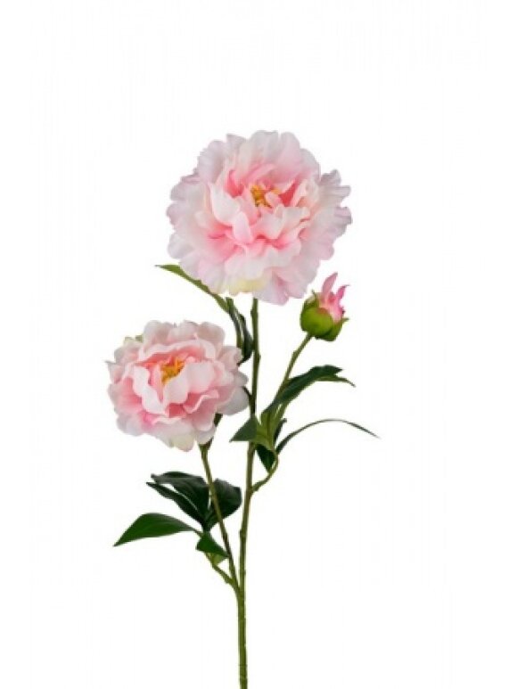 PH Blomster - Pæon 75 cm. Rosa