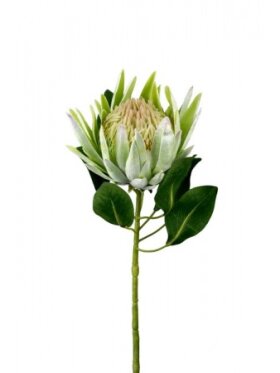 PH Blomster - Protea 70 cm. Grøn