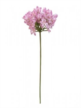 PH Blomster - Agapanthus 70 cm. Pink
