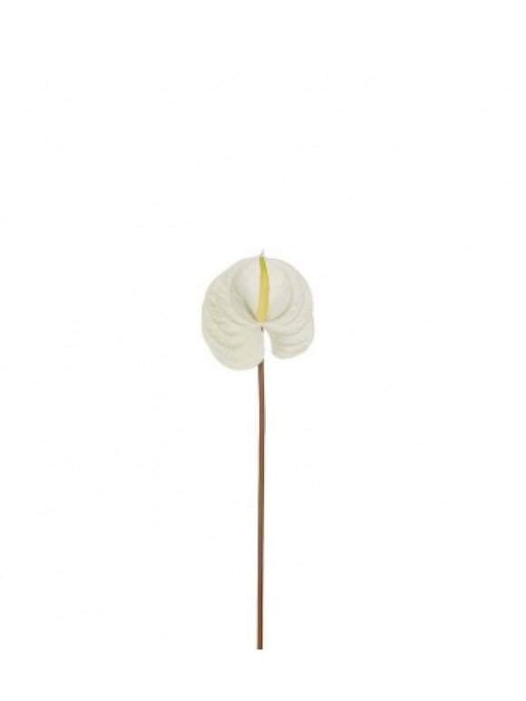 PH Blomster - Anthurium 70 cm. Creme