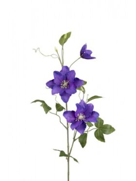 PH Blomster - Clematis 85 cm. blå