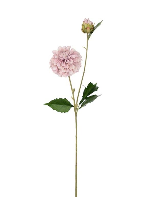 Mr. Plant - Dahlia Rosa 70CM