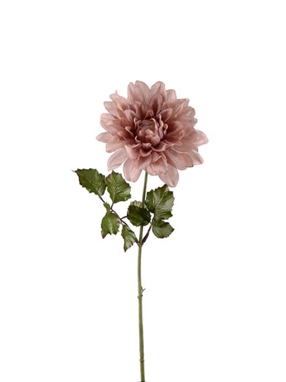 Mr. Plant - Dahlia højde 45cm diamete 13cm