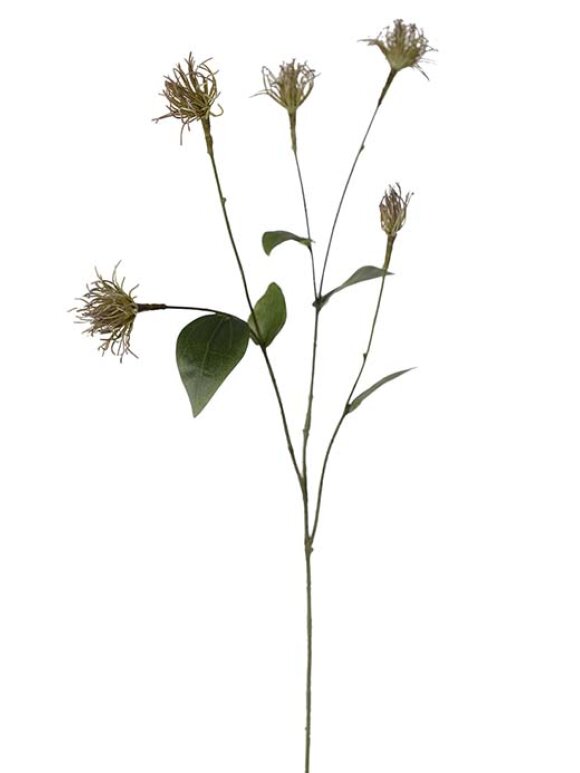 Mr. Plant - Clematis  grøn 75 cm.