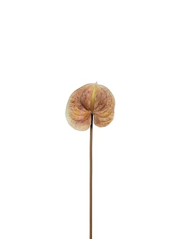 Mr. Plant - Anthurium brown 70cm