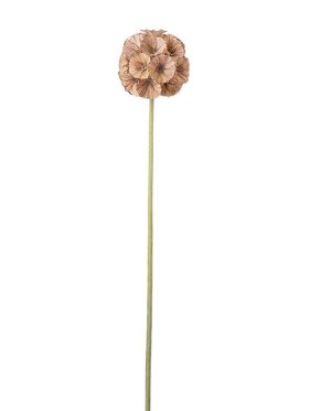 Mr. Plant - Scabiosa brown 60cm