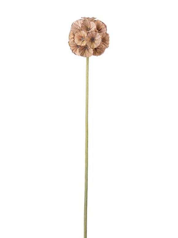 Mr. Plant - Scabiosa brown 60cm
